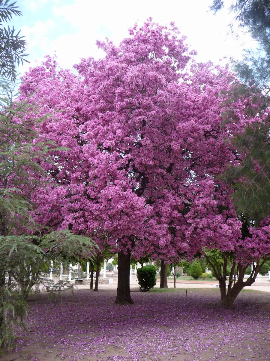 Lapacho Lapacho Rosado