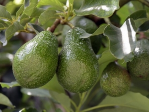 Palta