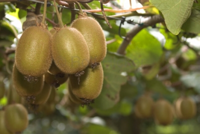 Kiwi (Env. 4 Lts.)