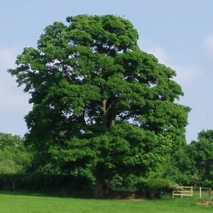 Acer Sicomoro Rubro (Terrón 15 Lts)