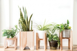 Plantas de Interior
