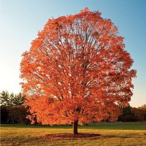 Acer Burgeriano