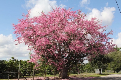 Palo Borracho