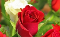 Rosa Pendula (Terrón) (Colores Varios)
