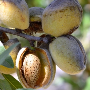 Almendro
