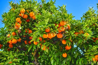 Mandarina