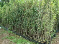 Ciruelo