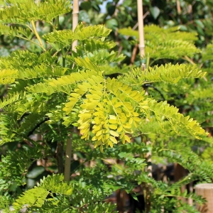 Acacia Sumbur Roja Y Amarilla (Terrón 12/15 Lts)