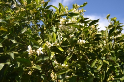Limón