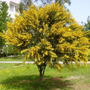 Acacia Longifolia