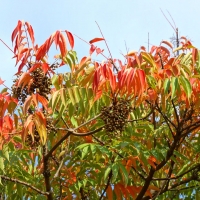 Rhus Sucedanea