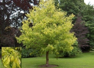 Acer Negundo