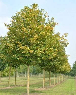 Acer Campestre