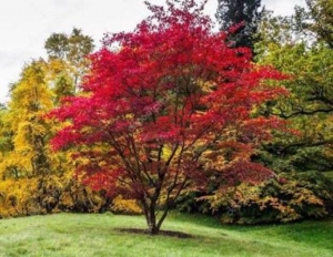 Acer Palmatum (Terrón 10/15 Lts)