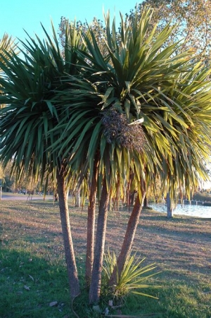 Dracena Verde (Terrón 12/15 Lts)