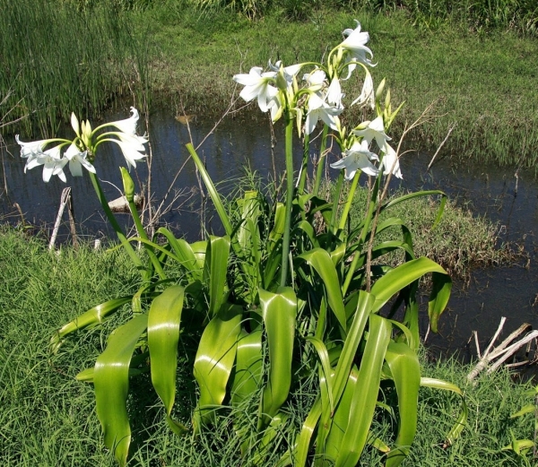 Azucena (Env. 4 Lts)