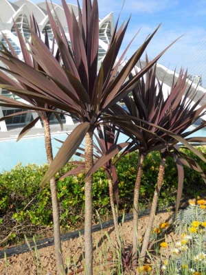 Dracena Rubra (Env. 4/7 Lts)