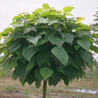 Catalpas (Terrón 12/15 Lts)