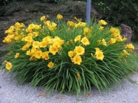 Hemerocallis Amarillo (Env. 4 Lts)