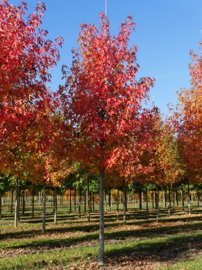 Liquidambar (Terrón 15/20/30 Lts)