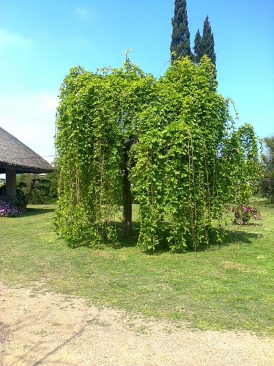 Mora Pendula
