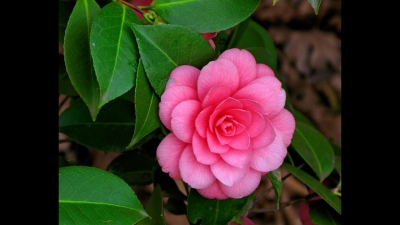 Camelia