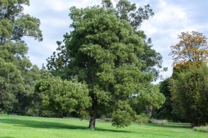 Acacia Melanoxilon