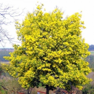 Acacia Dealbata (Aromo Frances) (Env. 4 Lts)