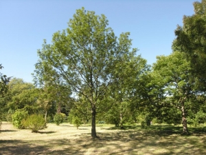 Fresno Américano (R. Desnuda/ Terrón 12 Lts)