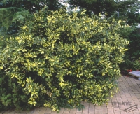 Eleagnus Conmutata