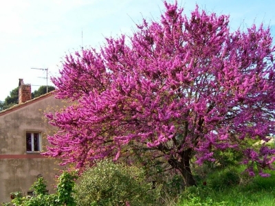 Arbol de Judea