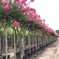 Crespon Legustremia Vereda (Terrón 10 Lts)