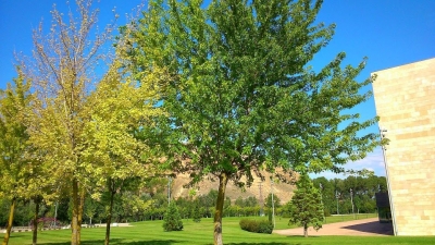 Acer Sacharinos Arbolito