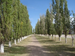 Alamo Piramidal Plateado