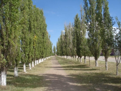 Alamo Piramidal Plateado