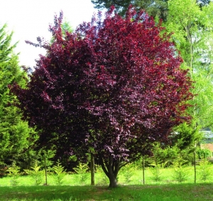Prunus Persica O Pisardi (Terrón 10 Lts.)