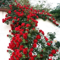 Rosa Trepadora (Terrón) (Colores Varios)