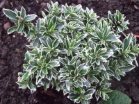 Euonymus Alba (Terr&oacute;n10 Lts)