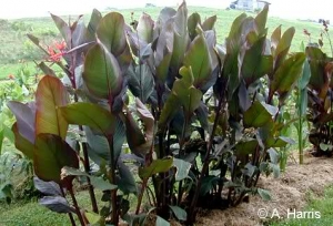 Achira Rubra Flor Roja (Env. 4 Lts.)