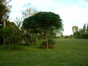 Paraiso Sombrilla (Terrón 12 Lts)