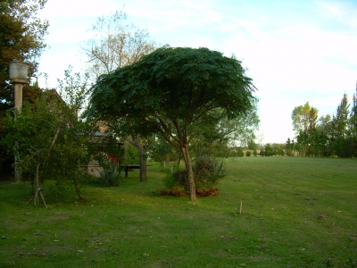 Paraiso Sombrilla (Terrón 12 Lts)