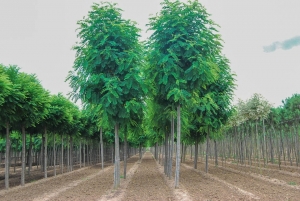 Acacia Casque Rouque