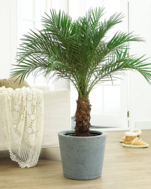 Palmera Fenix Robeline