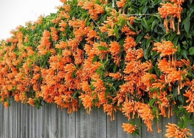 Bignonia Benusta