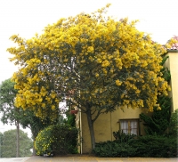 Acacia Baileyana Rubra
