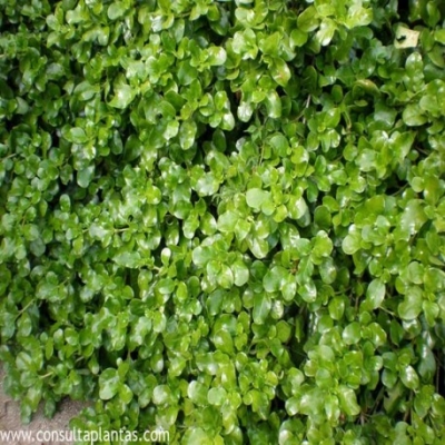 Coprosma