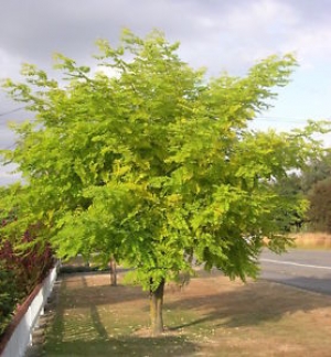 Acacia Frisia (Terrón 15 Lts)