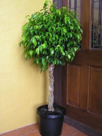 Ficus 1.80 C/ Copa
