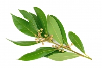 Laurel