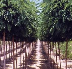Acacia Bola